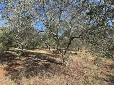 Građevinsko zemljište 1.222 m², Loborika - mirna lokacija - 3