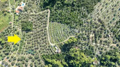 Poljoprivredno zemljište, 14 406 m², Vela Luka - masline i smokve - 12