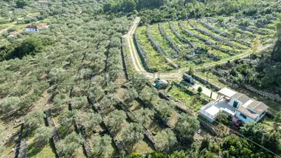 Agricultural land, 14 406 m², Vela Luka - olives and figs