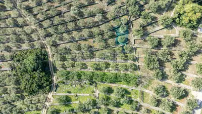 Poljoprivredno zemljište, 14 406 m², Vela Luka - masline i smokve - 17