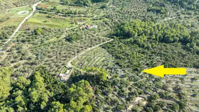 Poljoprivredno zemljište, 14 406 m², Vela Luka - masline i smokve - 13