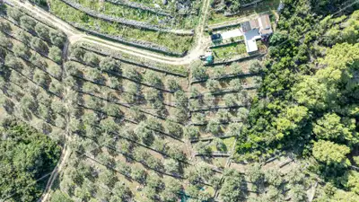 Poljoprivredno zemljište, 14 406 m², Vela Luka - masline i smokve - 15