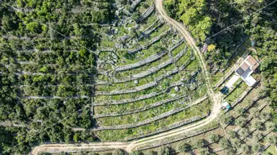 Poljoprivredno zemljište, 14 406 m², Vela Luka - masline i smokve - 8