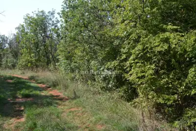 Attractive agricultural land - 5