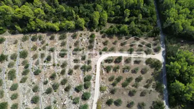 Land, Blato na Korčuli - olives and sea view - 17
