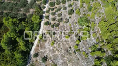 Land, Blato na Korčuli - olives and sea view - 21