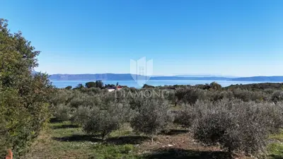 Olive grove 6,138 m², Drenje, Raša - panoramic sea view