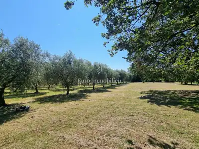 Kamena kuća 140 m², Poreč - veliko imanje i maslinik - 11