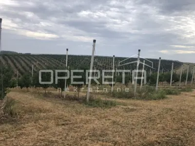 Voćnjak, Beli Manastir, Banska Kosa - gepflegte Aprikosenplantagen - 8