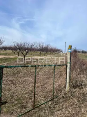 Voćnjak, Beli Manastir, Banska Kosa - gepflegte Aprikosenplantagen - 4