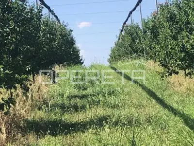 Voćnjak, Beli Manastir, Banska Kosa - gepflegte Aprikosenplantagen