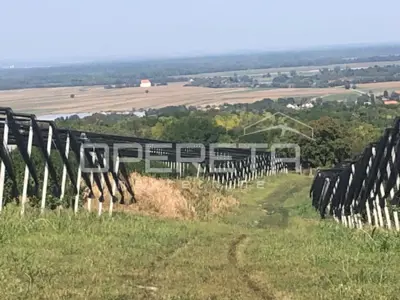 Voćnjak, Beli Manastir, Banska Kosa - gepflegte Aprikosenplantagen - 2