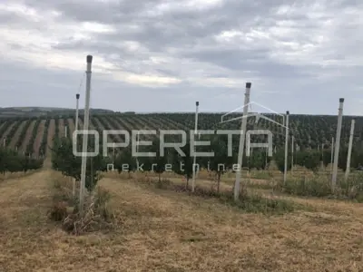 Voćnjak, Beli Manastir, Banska Kosa - gepflegte Aprikosenplantagen - 3