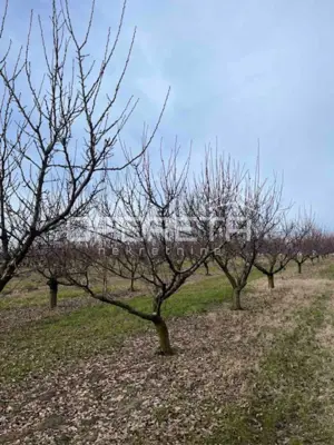 Voćnjak, Beli Manastir, Banska Kosa - gepflegte Aprikosenplantagen - 5
