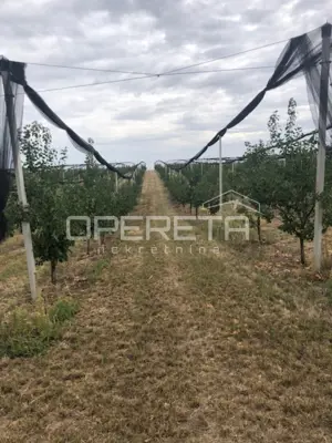 Voćnjak, Beli Manastir, Banska Kosa - gepflegte Aprikosenplantagen - 7