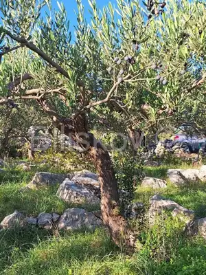 Landwirtschaftsfläche 10 970 m², Mirca auf Brač, Olivenbäume - 7