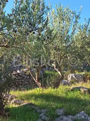 Landwirtschaftsfläche 10 970 m², Mirca auf Brač, Olivenbäume - 5