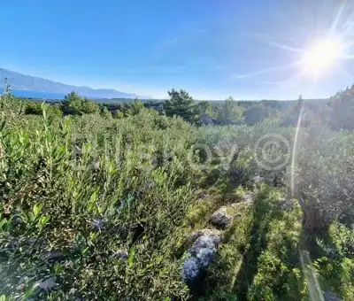 Agricultural land 10 970 m², Mirca on Brač, olives