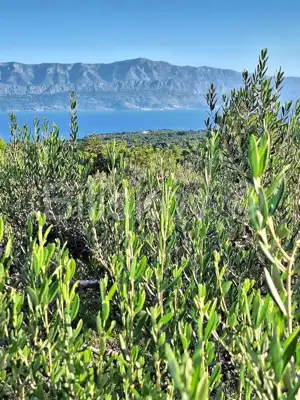 Landwirtschaftsfläche 10 970 m², Mirca auf Brač, Olivenbäume - 4