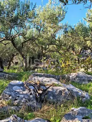 Landwirtschaftsfläche 10 970 m², Mirca auf Brač, Olivenbäume - 8