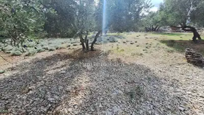 Maslinik u blizini grada Krka, prilaz, pogled - 4