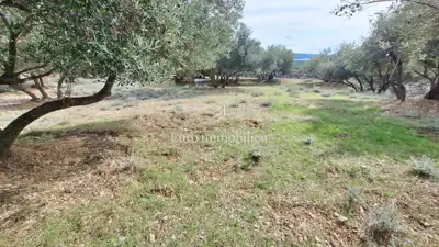 Maslinik u blizini grada Krka, prilaz, pogled - 3