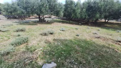 Maslinik u blizini grada Krka, prilaz, pogled - 2