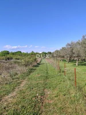 ZADAR, MURVICA - Landwirtschaftsland in ruhiger Lage 1.144 m² - 3