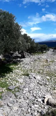 Poljoprivredno zemljište, Otok Krk, pogled na more i pristupni put - 3