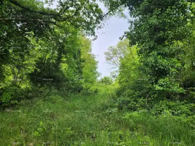 Građevinsko zemljište 12 000 m², Višnjan - pogled na more - 2