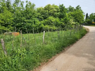 Građevinsko zemljište 12 000 m², Višnjan - pogled na more - 12