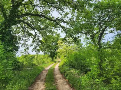Građevinsko zemljište 12 000 m², Višnjan - pogled na more - 7