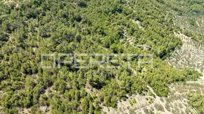 Poljoprivredno zemljište 8.956 m², Vela Luka, blizu mora - 4