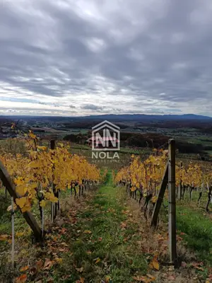 12 ha vineyard, Breznički Hum - complete equipment and building - 3