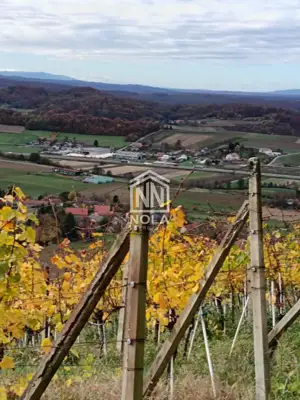 12 ha vineyard, Breznički Hum - complete equipment and building - 2