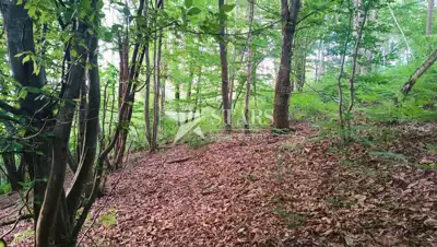 Landwirtschaftsfläche 5.016 m², Barilovići - Blick auf die Natur - 9