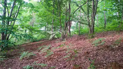 Landwirtschaftsfläche 5.016 m², Barilovići - Blick auf die Natur - 10