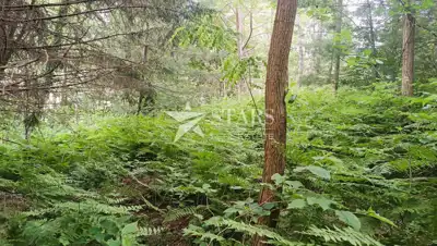 Landwirtschaftsfläche 5.016 m², Barilovići - Blick auf die Natur