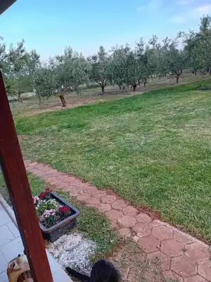 House 76 m², Marčana - estate with olive grove - 9