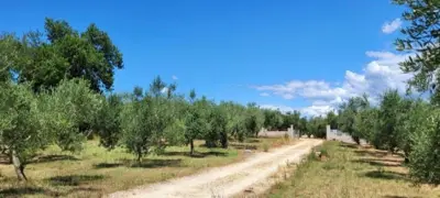 House 76 m², Marčana - estate with olive grove - 11