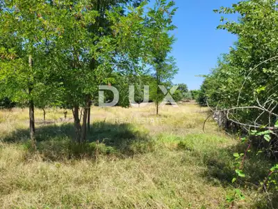 Poljoprivredno zemljište, Brtonigla - ravno i održavano - 7