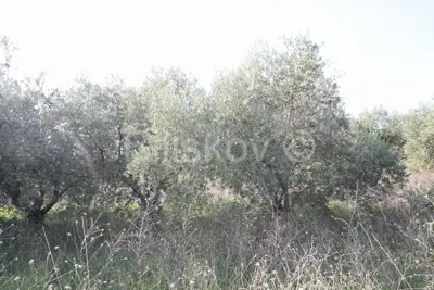 Kaštel Štafilić, Ackerland 3659 m², Verkauf - 5