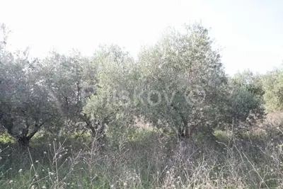 Kaštel Štafilić, poljoprivedno zemljište 3659 m², prodaja - 5