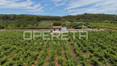 Agricultural land 5,000 m², Stari Grad - vineyard - 10