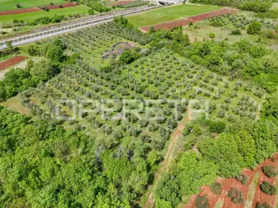 Poljoprivredno zemljište 14.180 m², Baderna kod Poreča, maslinik - 6