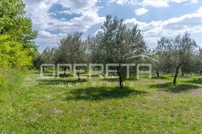 Poljoprivredno zemljište 14.180 m², Baderna kod Poreča, maslinik - 3