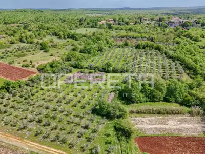 Poljoprivredno zemljište 14.180 m², Baderna kod Poreča, maslinik - 4