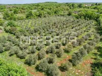 Poljoprivredno zemljište 14.180 m², Baderna kod Poreča, maslinik - 5