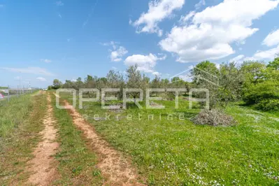 Poljoprivredno zemljište 14.180 m², Baderna kod Poreča, maslinik