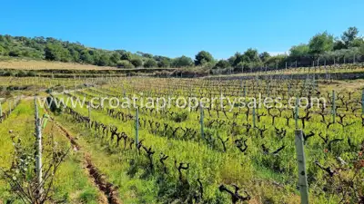 Imanje 27.200 m², Vis - uz cestu iznad pješčane uvale - 4